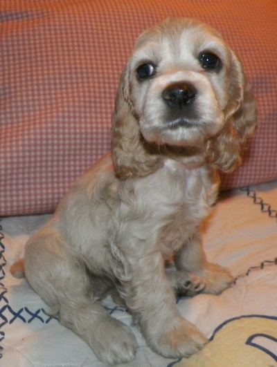 Miss Pink *Adopted* - Cocker Spaniel Puppies